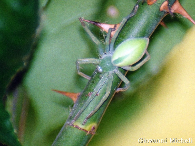 Micrommata virescens - Arluno (MI)